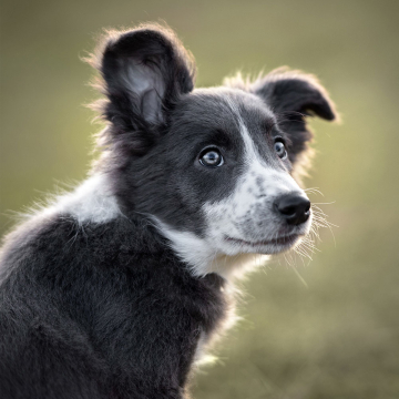 freude-am-hund-kutego-kurse-Erziehungskurs
