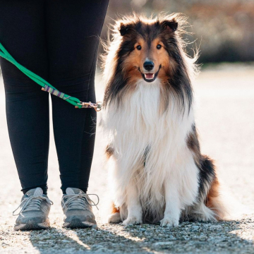 freude-am-hund-kutego-kurse-Obedience